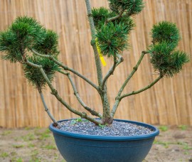 Bonsai Pinus Mugo Alpestar 80cm C60